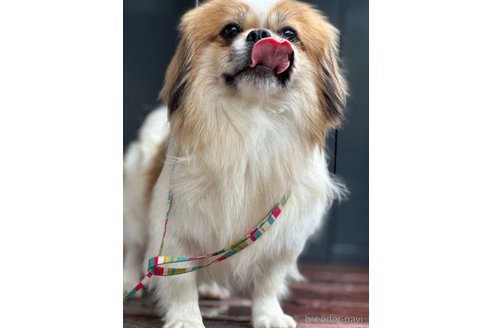 成約済の山口県のミックス犬-266012の5枚目