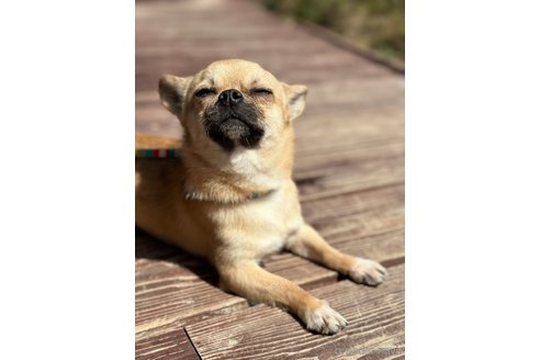 成約済の山口県のミックス犬-263137の2枚目