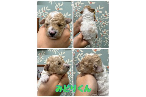 成約済の千葉県のトイプードル-309471の5枚目