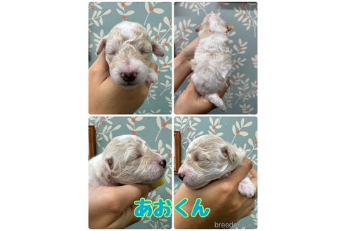 成約済の千葉県のトイプードル-309456の6枚目