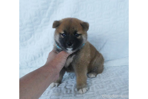成約済の静岡県の柴犬-310750