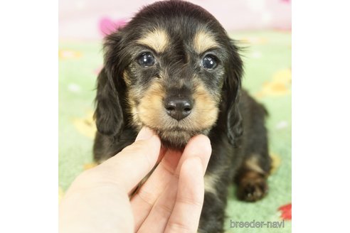 成約済の兵庫県のカニンヘンダックスフンド(ロングヘアード)-310770の2枚目