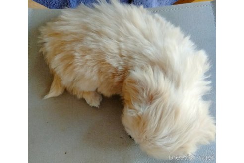 成約済の埼玉県のマルプー:マルチーズ×トイプードル-304985の12枚目