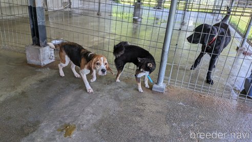 成約済の熊本県のビーグル-310807の9枚目