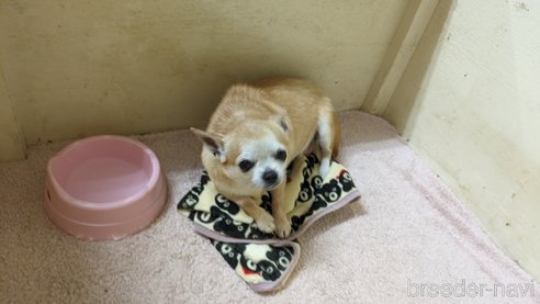 成約済の熊本県のチワワ(スムースコート)-306299の2枚目
