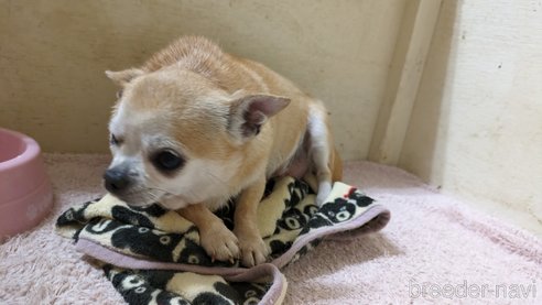 成約済の熊本県のチワワ(スムースコート)-306299の3枚目