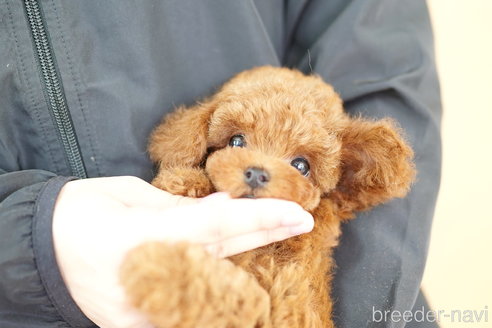 成約済の埼玉県のトイプードル-310810の5枚目