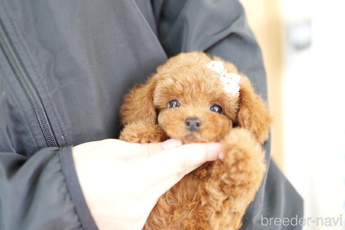 成約済の埼玉県のトイプードル-310810の4枚目