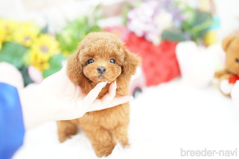 成約済の埼玉県のトイプードル-310810の2枚目