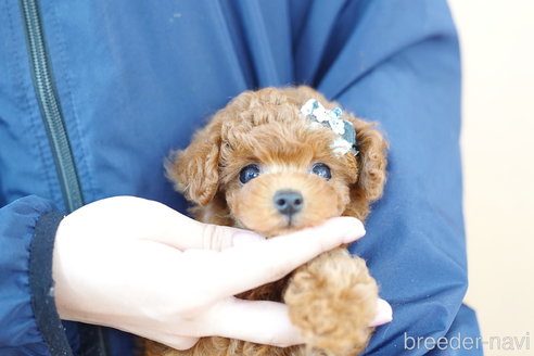 成約済の埼玉県のトイプードル-310813の3枚目