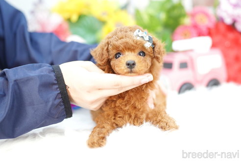 成約済の埼玉県のトイプードル-310813の2枚目