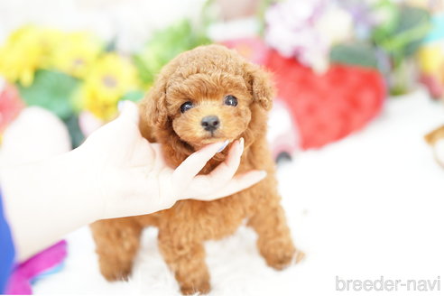 成約済の埼玉県のトイプードル-310813