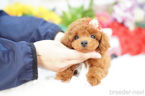 成約済の埼玉県のトイプードル-310816の2枚目