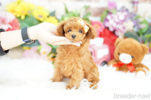 成約済の埼玉県のトイプードル-310820の4枚目