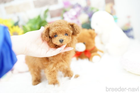 成約済の埼玉県のトイプードル-310820の3枚目