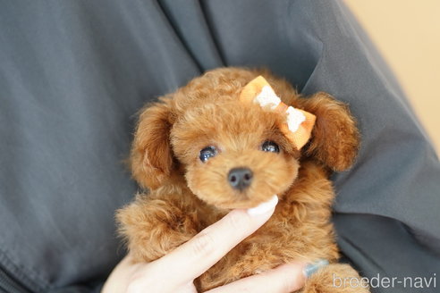 成約済の埼玉県のトイプードル-310820の2枚目