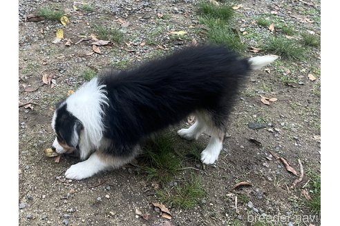 成約済の福岡県のボーダーコリー-305618の2枚目