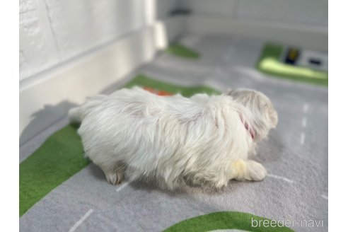 成約済の愛知県のマルチーズ-310870の6枚目