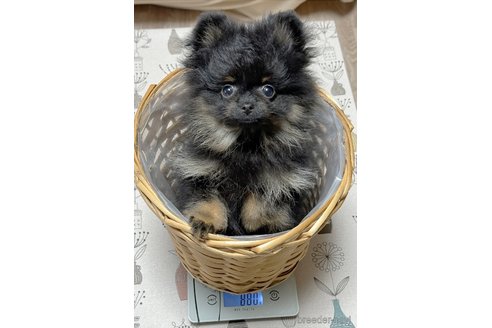 成約済の北海道のポメラニアン-299669の7枚目