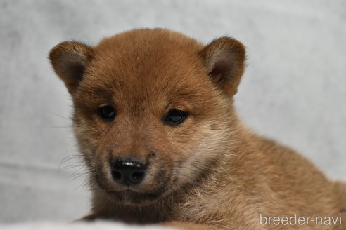 成約済の神奈川県の柴犬-310878の3枚目