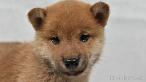 成約済の神奈川県の柴犬-310878の2枚目