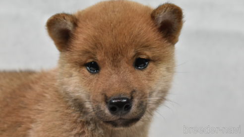 販売中の神奈川県の柴犬-310878の2枚目