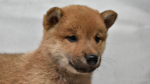 販売中の神奈川県の柴犬-310878の1枚目