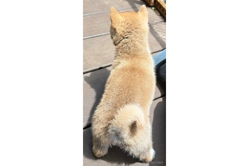 成約済の千葉県のミックス犬-305453の19枚目