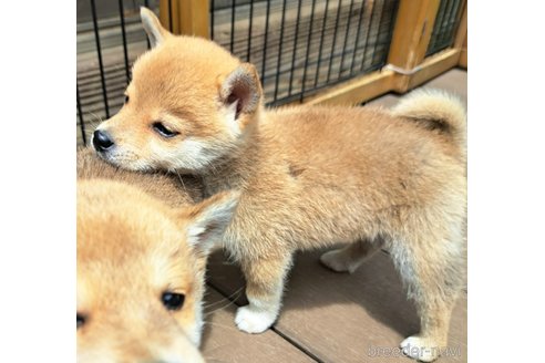 成約済の千葉県のミックス犬-305453の18枚目