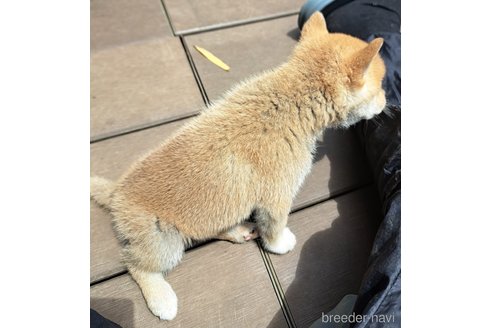成約済の千葉県のミックス犬-305453の17枚目