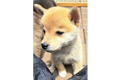 成約済の千葉県のミックス犬-305453の16枚目