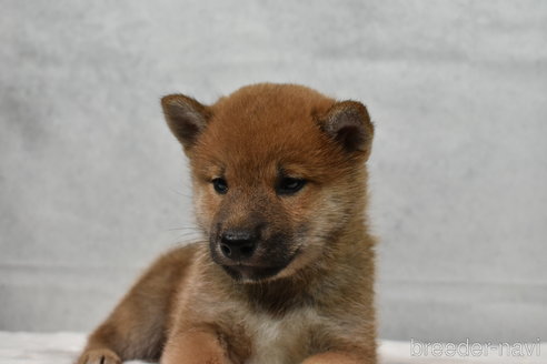 商談中の神奈川県の柴犬-310880の2枚目