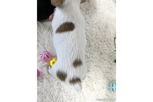 成約済の静岡県のジャックラッセルテリア-305733の2枚目