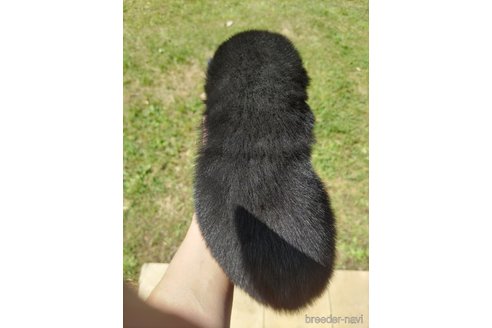 成約済の千葉県の柴犬-310651の4枚目