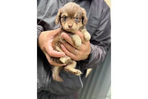 成約済の静岡県のチワックス:チワワ×ミニチュアダックスフンド-310919の2枚目