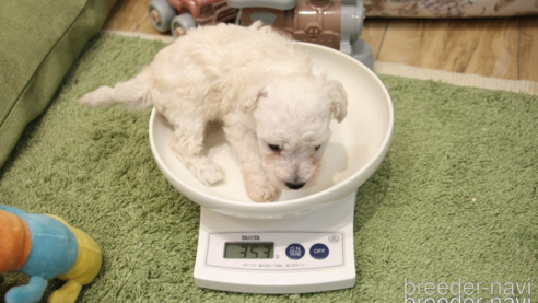成約済の愛知県のトイプードル-305374の36枚目
