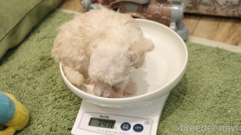 成約済の愛知県のタイニープードル-305382の77枚目