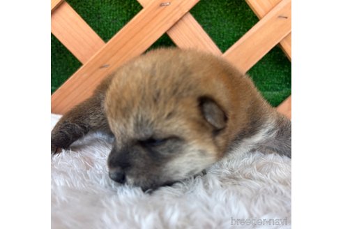 成約済の千葉県の豆柴-310924の9枚目