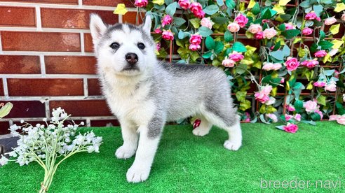 商談中の茨城県のシベリアンハスキー-308213の2枚目