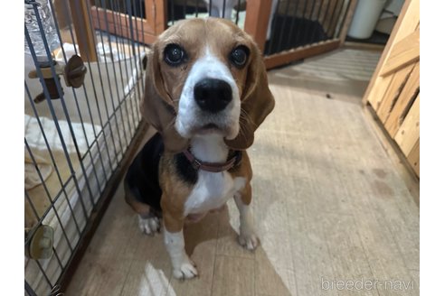 メメちゃん1枚目
