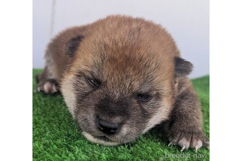 成約済の千葉県の豆柴-310924の7枚目