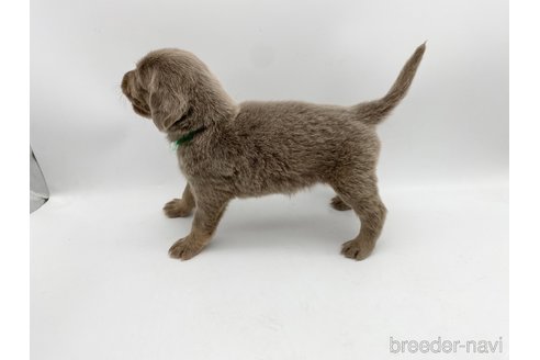 成約済の愛知県のワイマラナー-310951の3枚目