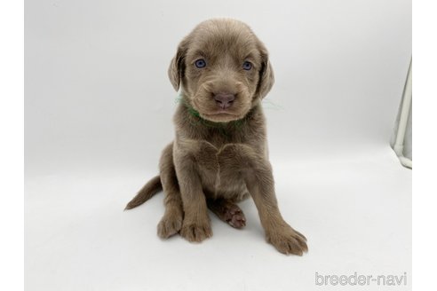 成約済の愛知県のワイマラナー-310951の1枚目