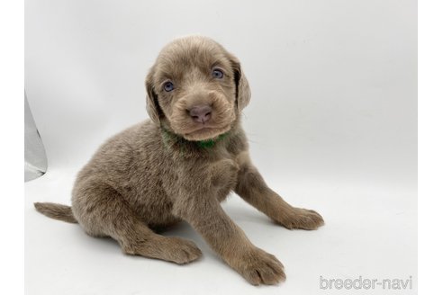 成約済の愛知県のワイマラナー-310951の5枚目