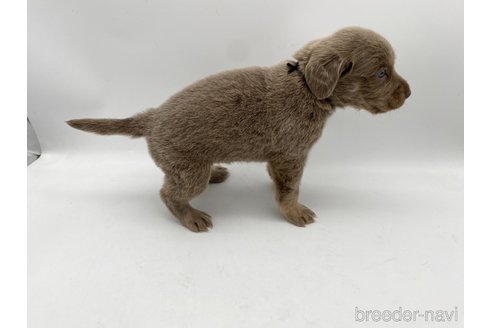 成約済の愛知県のワイマラナー-310955の4枚目