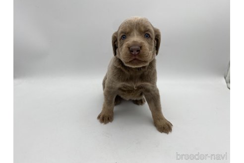 成約済の愛知県のワイマラナー-310955の5枚目