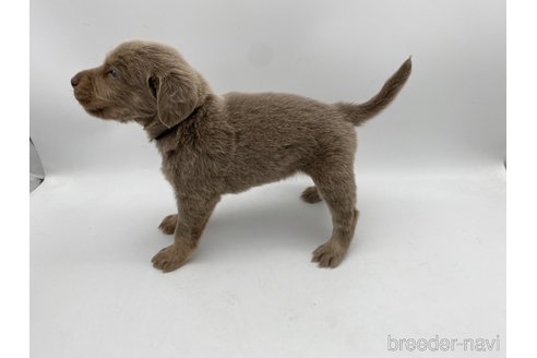 成約済の愛知県のワイマラナー-310955の2枚目