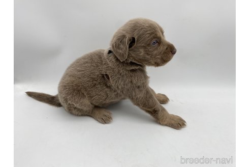 成約済の愛知県のワイマラナー-310955の3枚目