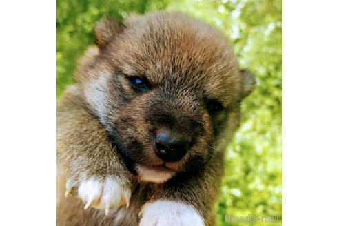 成約済の岐阜県の柴犬-308391の7枚目