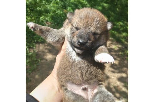 成約済の岐阜県の柴犬-308391の8枚目